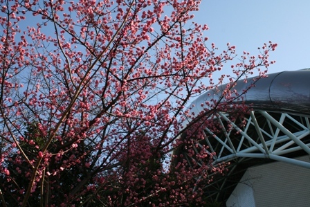 写真：名古屋港ガーデンふ頭の梅