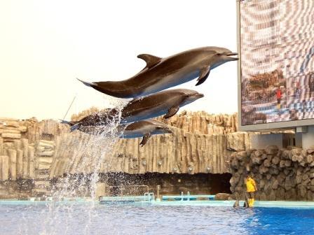 写真：名古屋港水族館