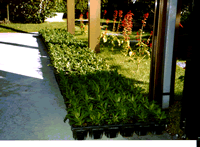 各家庭で育てている写真