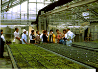 セル苗の説明を受けている写真