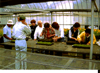 セル苗の植え替えの写真