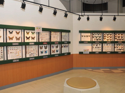 昆虫標本室の写真