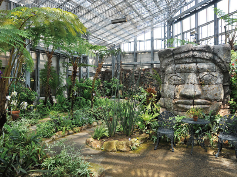 シダの森の写真