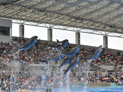 写真:躍動感あふれるイルカパフォーマンス