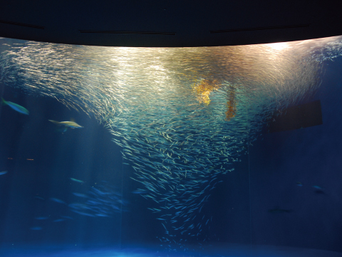 写真:回遊魚たちが泳ぐ、「日本の海」の黒潮の水槽マイワシのトルネード