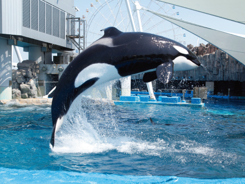写真:飼育係の解説を交えた、シャチの公開トレーニングの様子