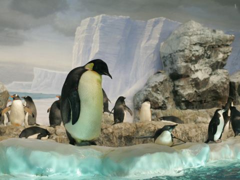 写真:南極の環境を再現した、「南極の海」のペンギン水槽