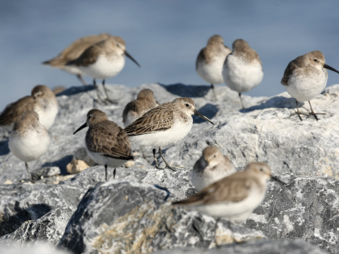 藤前干潟に訪れたハマシギの写真