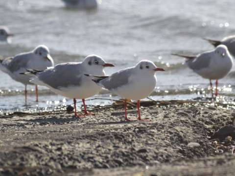 藤前干潟にたたずむユリカモメの写真