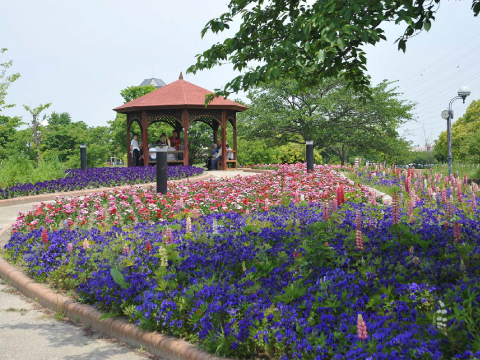 写真：花の丘