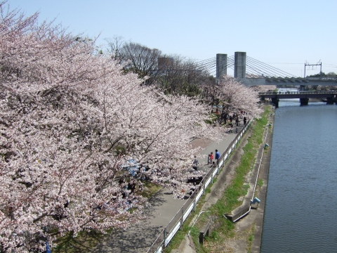 写真：荒子川両岸に続く桜並木の様子