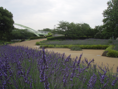 写真：初夏のラベンダーの様子