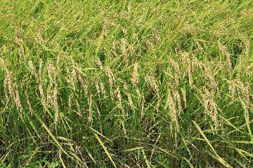 写真:黄金色に実った稲穂