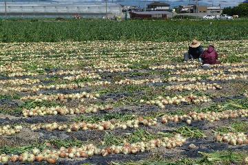 写真:タマネギの収穫風景