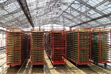 写真:緑化室内で日に当てられるお米の苗