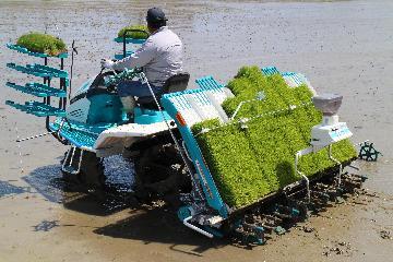 写真:田植え機による移植作業中の様子