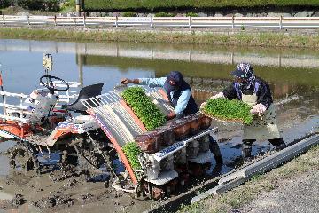 写真:田植え機に苗をセットしている様子