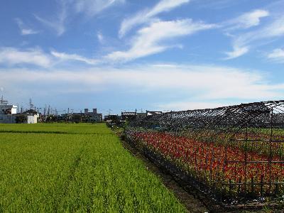 写真:西福田に広がる田園風景