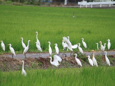 写真:白サギの群れ