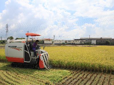 写真:コンバインによる稲刈り1