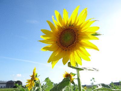 写真:西茶屋のひまわり