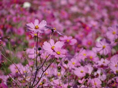 写真:コスモス