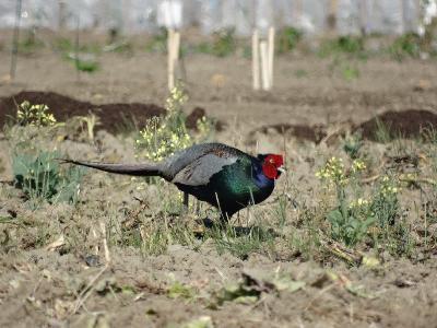 写真:南陽地区に生息するキジ
