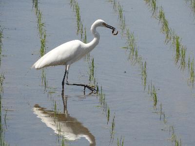 写真:どじょうをくわえたサギ