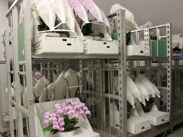 写真：温度に敏感な胡蝶蘭は、特別な一室で保管されています。