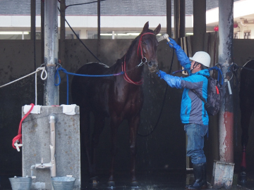 写真：レース出走後、シャワーを浴びる競走馬