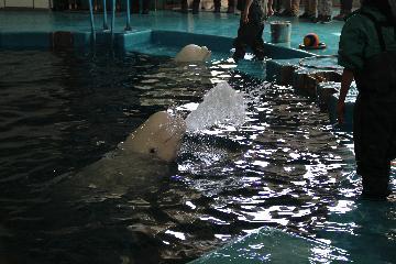 写真：器用に口をつかって水を吐き出す様子