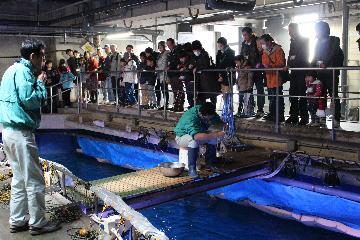 写真：給餌職員のエサやりの様子