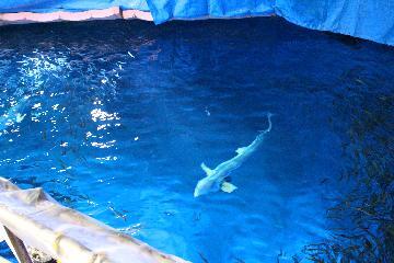 写真：黒潮水槽の魚の様子