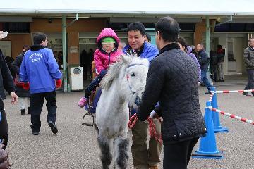 写真:ミニチュアホース乗馬体験に従事中の遠山さん