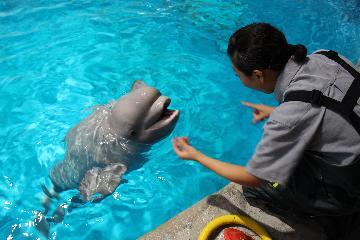 写真：ベルーガをトレーニングしている森トレーナー