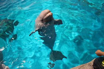 写真:ぷかぷか浮かぶミライ