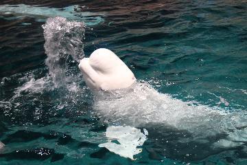 写真:器用に水を飛ばす様子