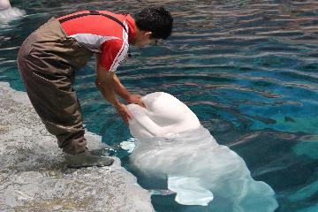 写真:「メロン」を左右に振る様子