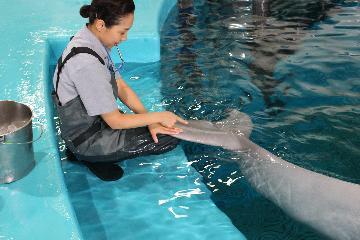 写真:尾びれを動かさないようじっと待つ様子