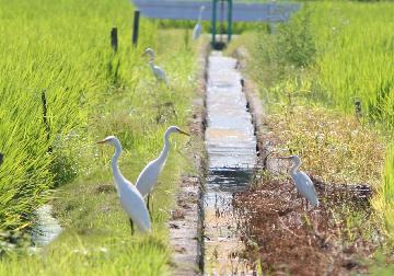 写真:南陽の田と鳥