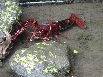 写真:南陽の田にいたザリガニ