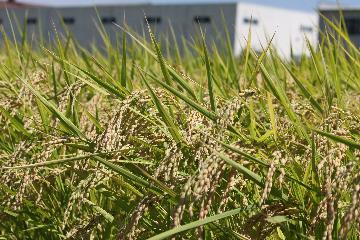 写真:南陽の美しい稲