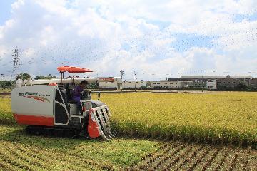 写真:稲刈りの様子