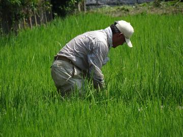写真:南陽の農家の方