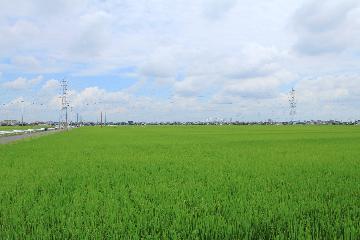 写真:南陽の田んぼ