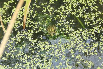 水と生き物の写真
