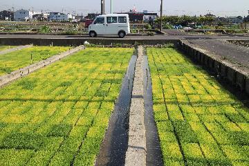 写真:南陽の田んぼ