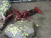 写真:南陽でみつけられたザリガニ