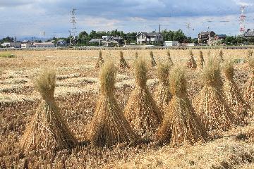 写真:南陽の田園風景