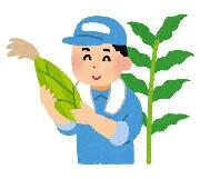 トウモロコシの収穫のイラスト